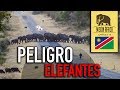 Una manada de 30 ELEFANTES se nos cruza en la carretera en ÁFRICA (MAF #18)