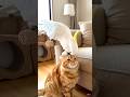 Cockatoo Pranks with Cat #birds #parrot #shortsfeed #shorts #viral #trending #pets #cute #love #aww