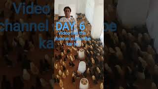 Bagga Singh poultry farm22, 2026. DAY. 25. #🐤