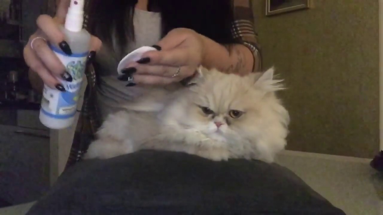 Asmr* Tierarztbesuch Deutsch/ German