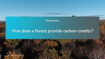 Forest carbon 101