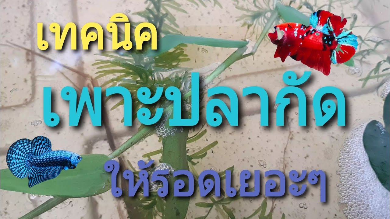 เทคนิคเพาะปลากัด ให้รอดเยอะๆ