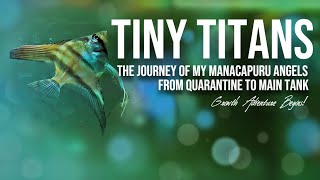 Tiny Titans: The Journey of My Manacapuru Angels from Quarantine to Main Tank