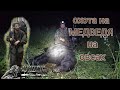 Охота на медведя на овсах. Bear hunting. Сбежавший лось.