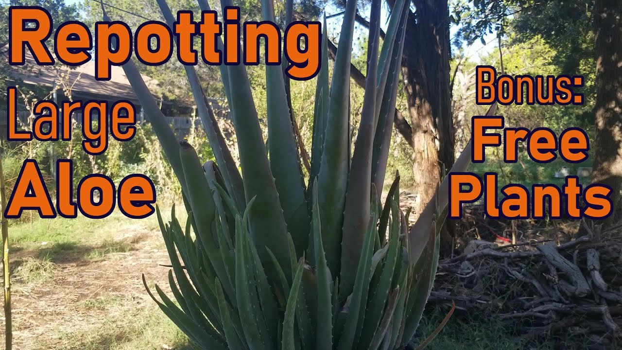 Repotting A LARGE Aloe Vera And Propagating Aloe Pups Texas Cross