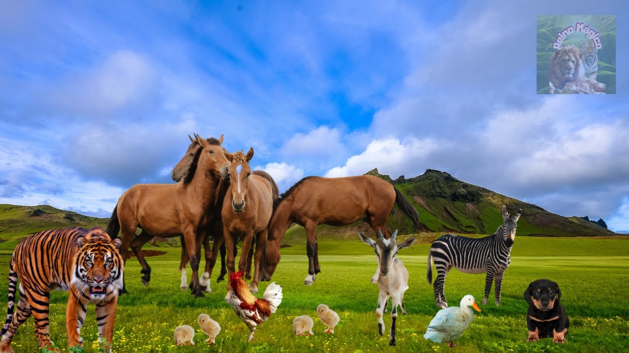 🦁Animais do Habitat Terrestre - Urso, Leão, Cavalo, Gato -Sons de Animais