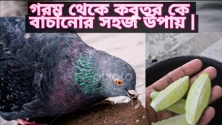 কবুতর কে লেবুর পানি কেন দিবেন? | Why should we give lemon water to Pigeons | Pigeon tips and care |