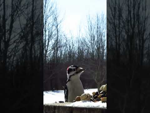 Male downy woodpecker checks out the stump and takes a peanut