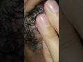 Beard hair Asmr satisfying #massage #therapy #relaxing #haircare #lashes #ingrownhair #shorts