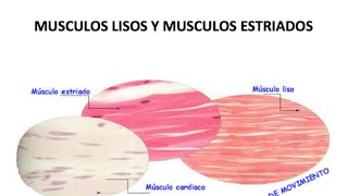 Músculo liso varicosidades