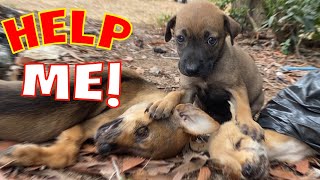 Rescue abandoned sick the puppy. Your friends are gone forever. who can help me by Home Pet 127,233 views 1 year ago 7 minutes, 56 seconds