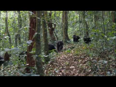 Violent chimpanzee attack   Planet Earth   BBC wildlife