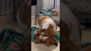 Charlie, our not so little dog, loves his bear .