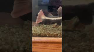 Red tail Catfish Eating LIVE Sunfish!! Wealth