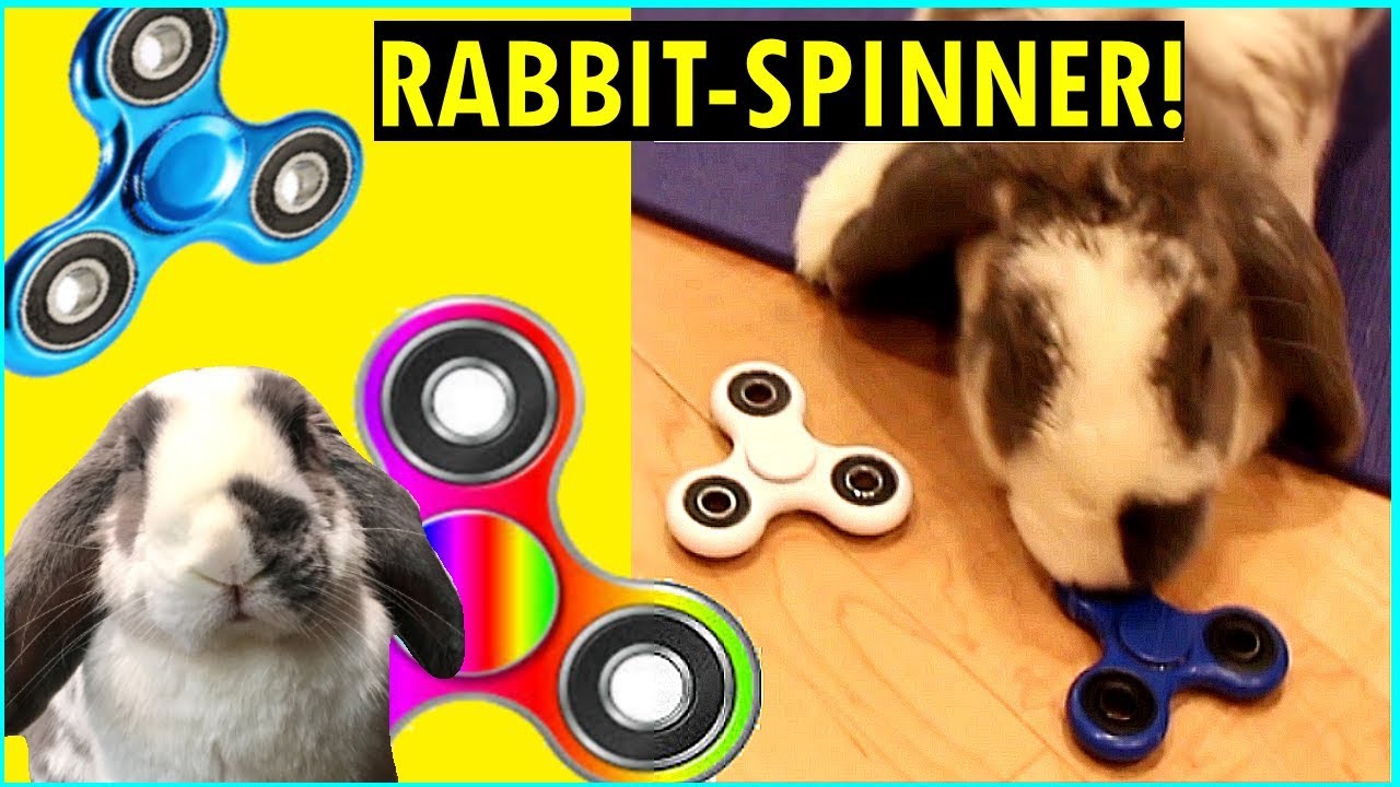 This rabbit is obsessed with fidget spinners (watch till the end :D ...