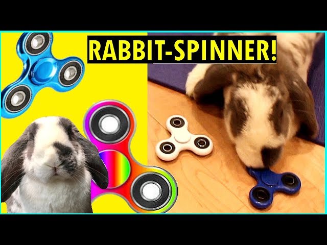 This rabbit is obsessed with fidget spinners (watch till the end )