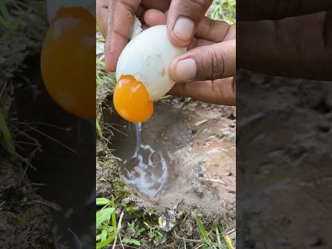 Survival Skills: SIMPLE