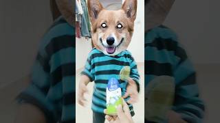 Dj Maru Vage Ne Boom Padi Jay  funny shorts viralshorts trending ytshorts dog