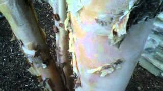 Tree Identification: River Birch, Betula nigra