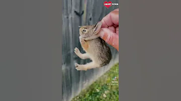 Baby Bunny Screaming After Being Rescue From Hungry Dogs Heartsome 