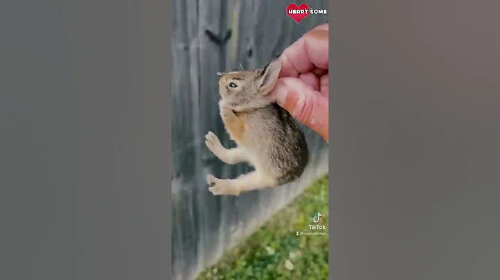 Baby Bunny Screaming After Being Rescue from Hungry Dogs || Heartsome 💖 - DayDayNews