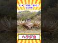 【閲覧注意】大きく成長し過ぎた生き物「ヘラジカ」【ゆっくり解説】 #どうぶつのひきこ森 #ゆっくり解説 #へんないきもの #閲覧注意