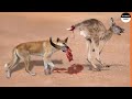 Dingo dogs rip a kangaroo who fled alone