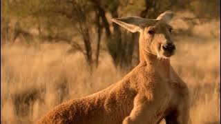 Dingo Dogs Rip a Kangaroo Who Fled Alone