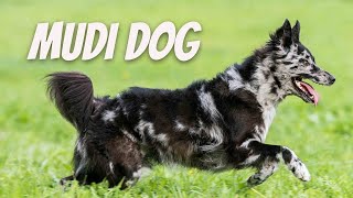 Mudi  Is it THE best dog breed ? Dog Fanatic !