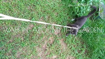 Tuxedo Cat Harness Walking Outdoors CUTE!