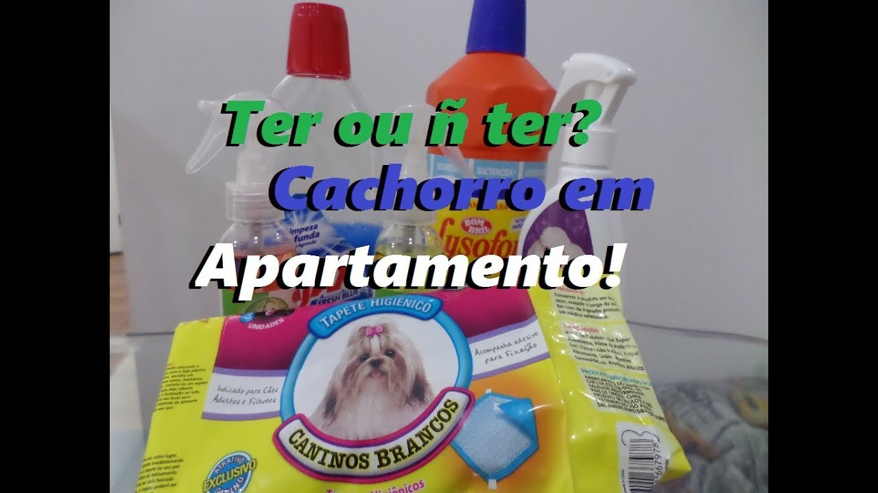 Cachorro Em Apartamento Quais Os Cuidados Necessarios