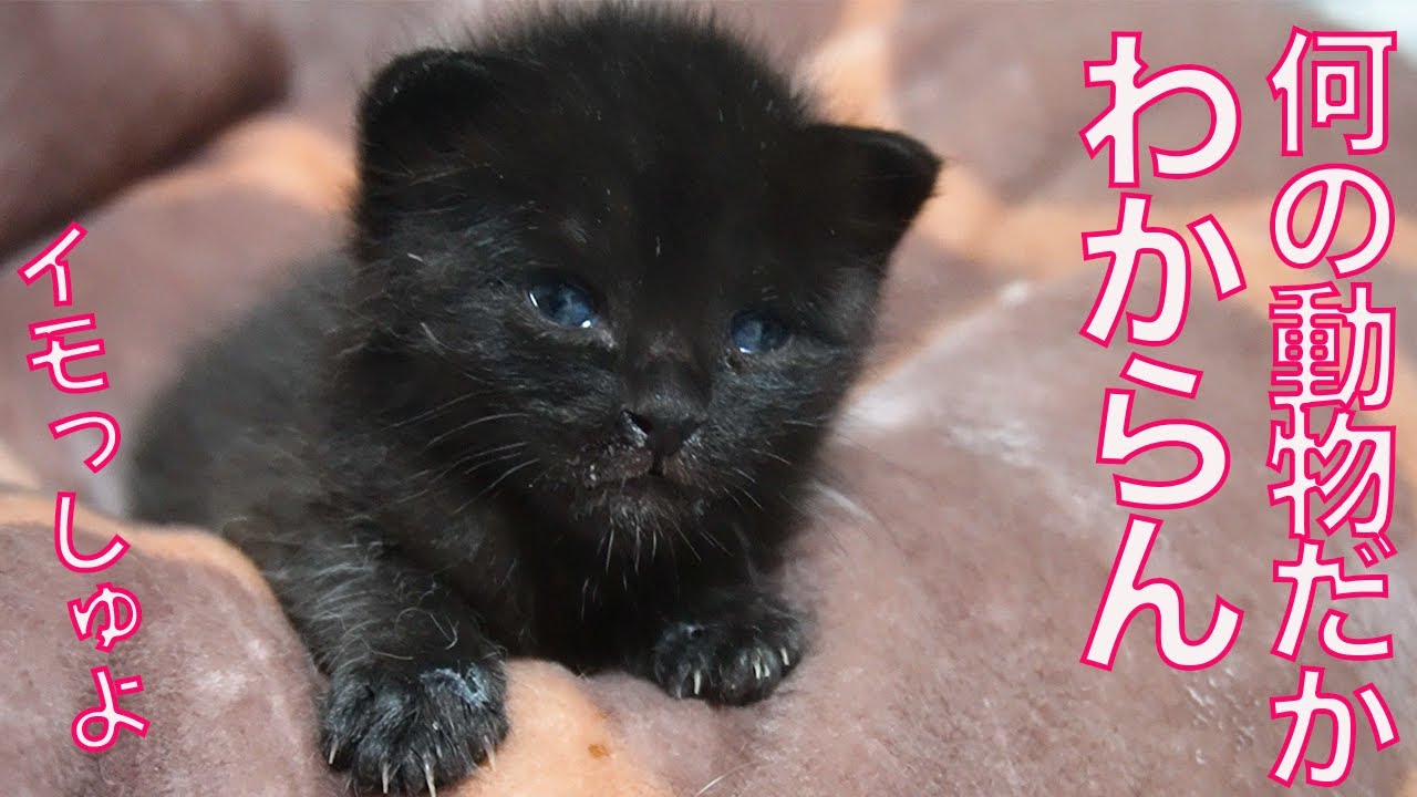 黒イモ兄妹、賢きコブラに進化する The black potato-kitties turned