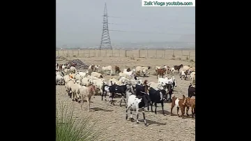 GoatsAndSheep Shepherds Khuzdar Balochistan Zaikvlogs ViralVideo Baloch 