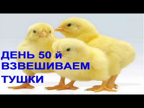 Вес бойлеров в 50 дней, взвешиваем тушки