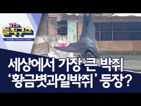 핫플 세상에서 가장 큰 박쥐 황금볏과일박쥐 등장 김진의 돌직구쇼 