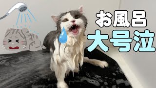 保護猫の【たまざぶ】がお風呂で大号泣お風呂で泣きじゃくる猫の驚きの反応我が家の長毛猫をお風呂に入れてみた