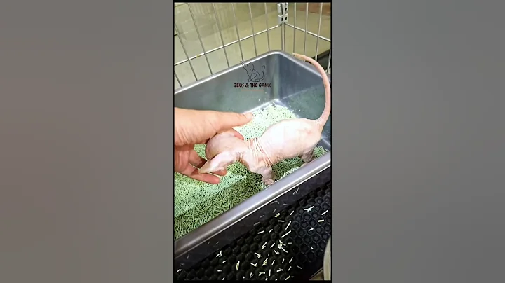 Video 10105891: adopt sphynx