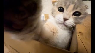 Cute cat punch 👊😺 by 10 Cats.ᐩ 149,987 views 2 years ago 1 minute, 38 seconds