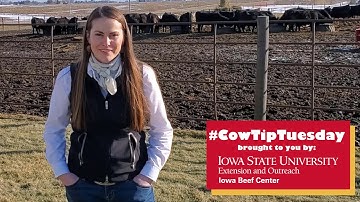 Cow Tip Tuesday Konefal Calving Method