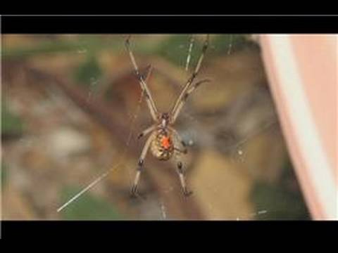 Spiders in the United States : Identifying Spiders in Connecticut