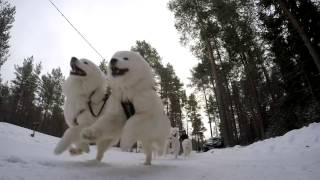 Dog sledding. Samoyeds and winter amusements.