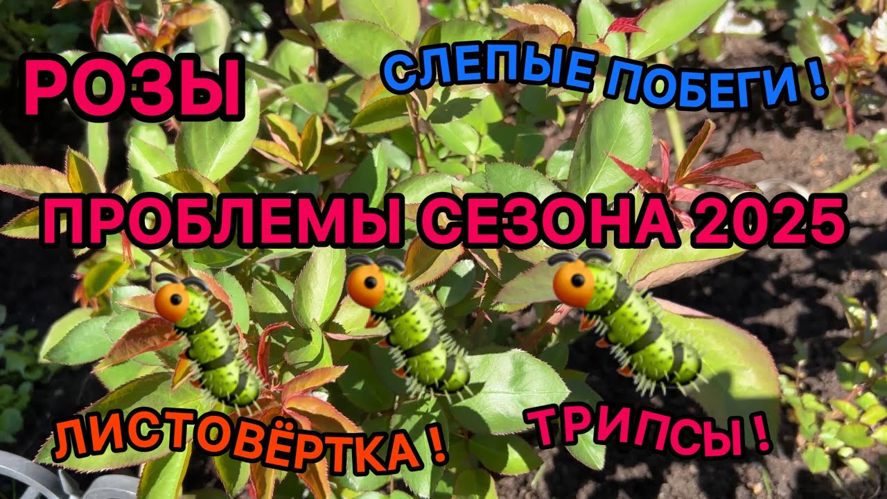 Розы. Проблемы сезона 2025 (слепые побеги, вредители, засыхающие побеги роз). Урал, 2-3 зона.