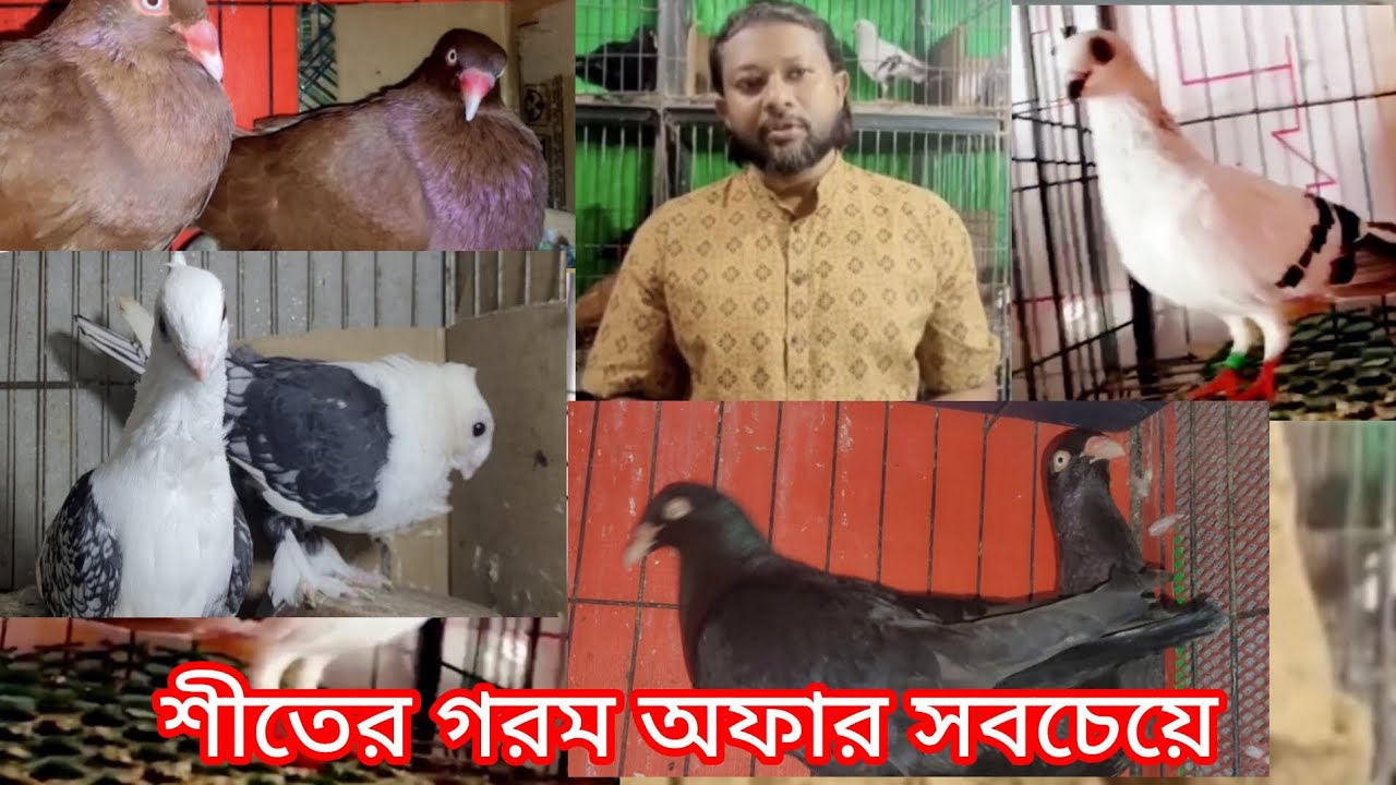 #কম_দামের_ফেন্সি_কবুতর#samisattipigeonclubrwpandisb #100#birds #ফেন্সি_কবুতর_বিক্রি_ভিডিও#pigeonsale