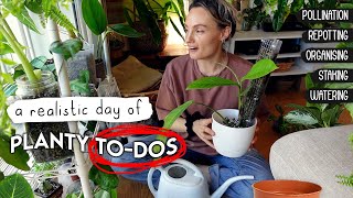 A Chilled, Chatty Day of Houseplant ToDos  pollination, moss poleing, watering, repotting + MORE