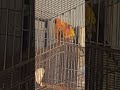 #sunconuremalayalam #birds #conure #parrot #birdsounds #sunconure