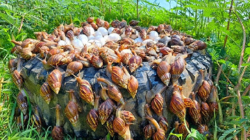 wow top videos - Harvest duck eggs and snails a lot under grass at field by hand a farmer skills