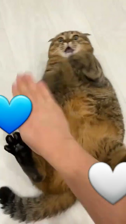 #cute 𝚌𝚊𝚝