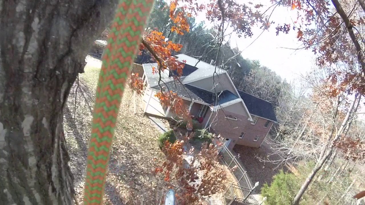 Red Oak Tree Removal Pt 1 - 2017 - YouTube