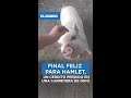 Final feliz para Hamlet, un cerdito perdido en una carretera de Ohio / El Diario