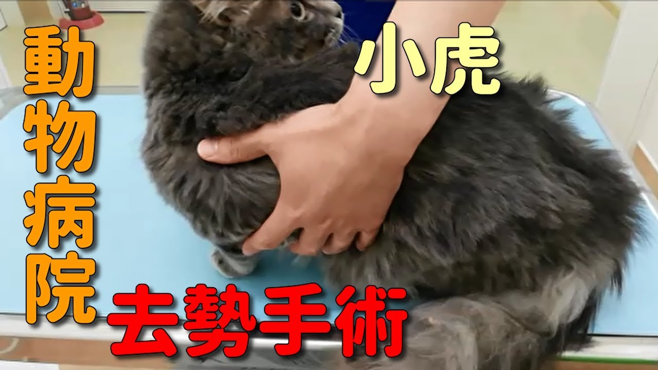 避妊手術 黒猫が病院内で逃走 凶暴な野良猫の過去の映像をまとめました かわいい猫達の動画まとめサイト 避妊手術 黒猫が病院内で逃走 凶暴な野良猫の過去の映像をまとめました かわいい猫達の動画まとめサイト